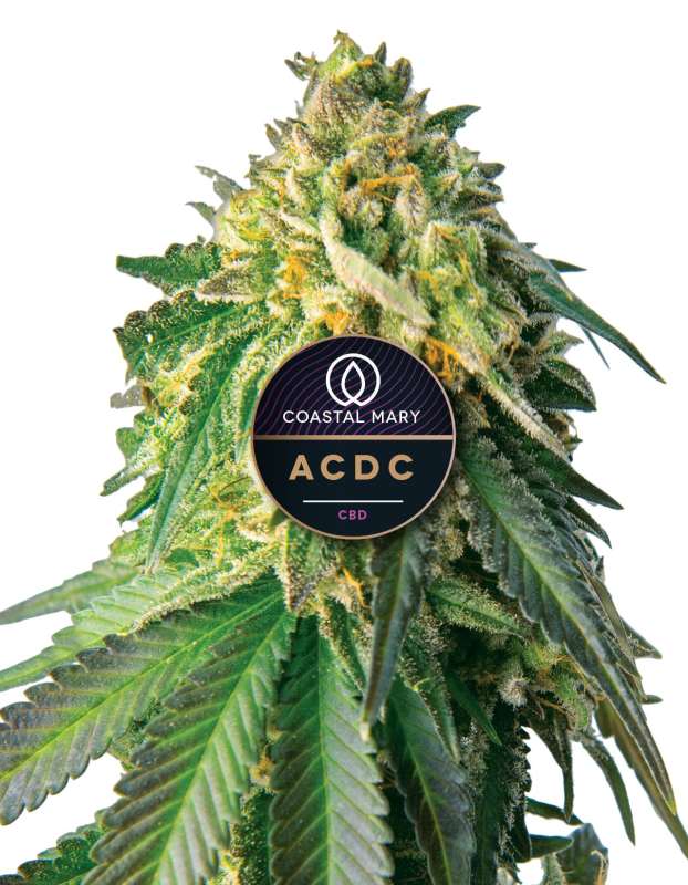 ACDC – CBD Feminized cannabis plant grown from seed