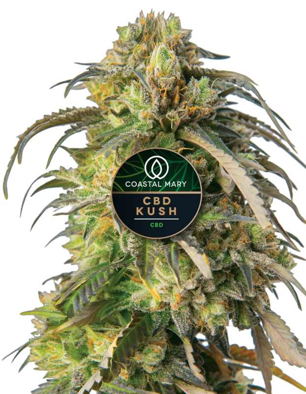 CBD Kush feminized cannabis plant