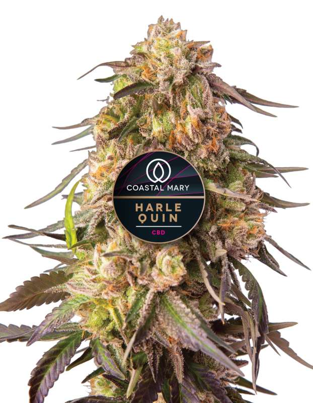 Harlequin CBD Feminized cannabis plant