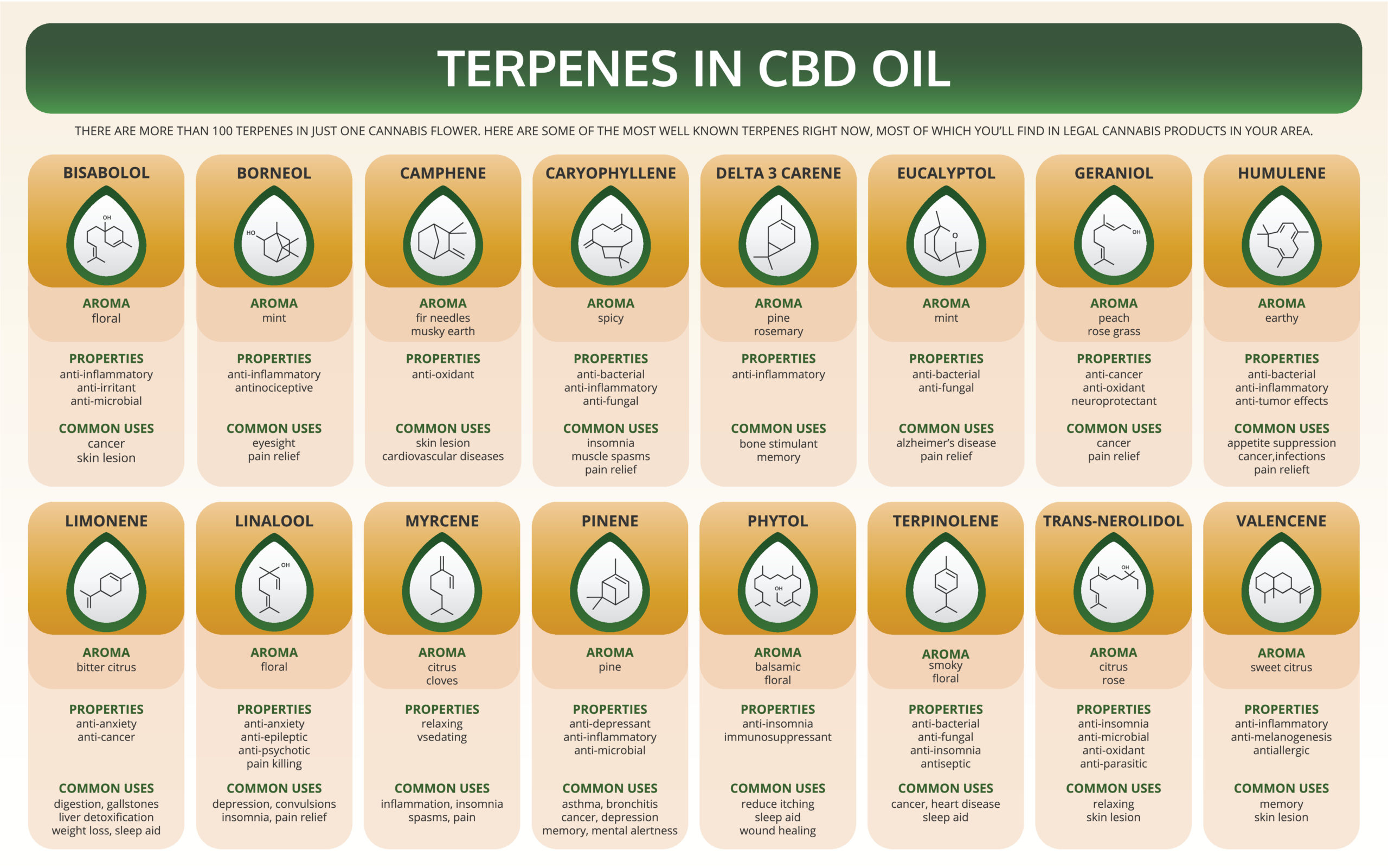 Terpenes in CBD Oil horizontal textbook infographic illustration about cannabis as herbal alternative medicine and chemical therapy, healthcare and medical science vector.