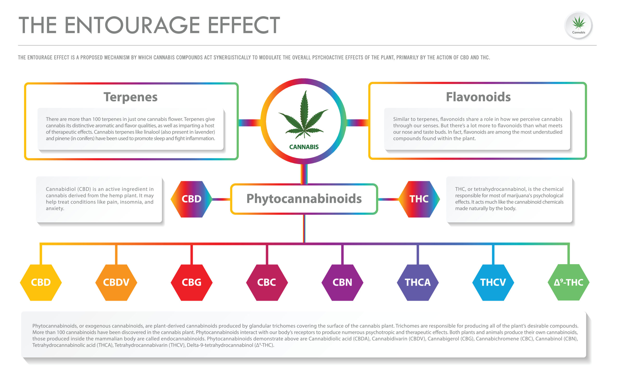 The Entourage Effect horizontal business infographic illustration about cannabis as herbal alternative medicine and chemical therapy, healthcare and medical science vector.