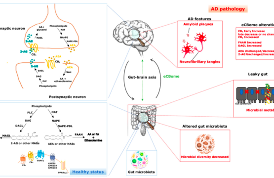 The Endocannabinoid System: A Bridge between Alzheimer’s Disease and Gut Microbiot
